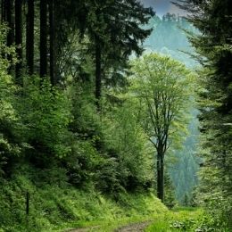 waldgebiet in deutschland